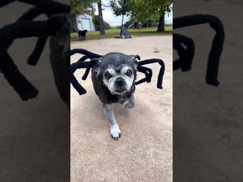 Spider Pug turns to …🤔 Flowers #halloweenwithshorts