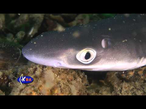 Piked dogfish (Squalus acanthias)