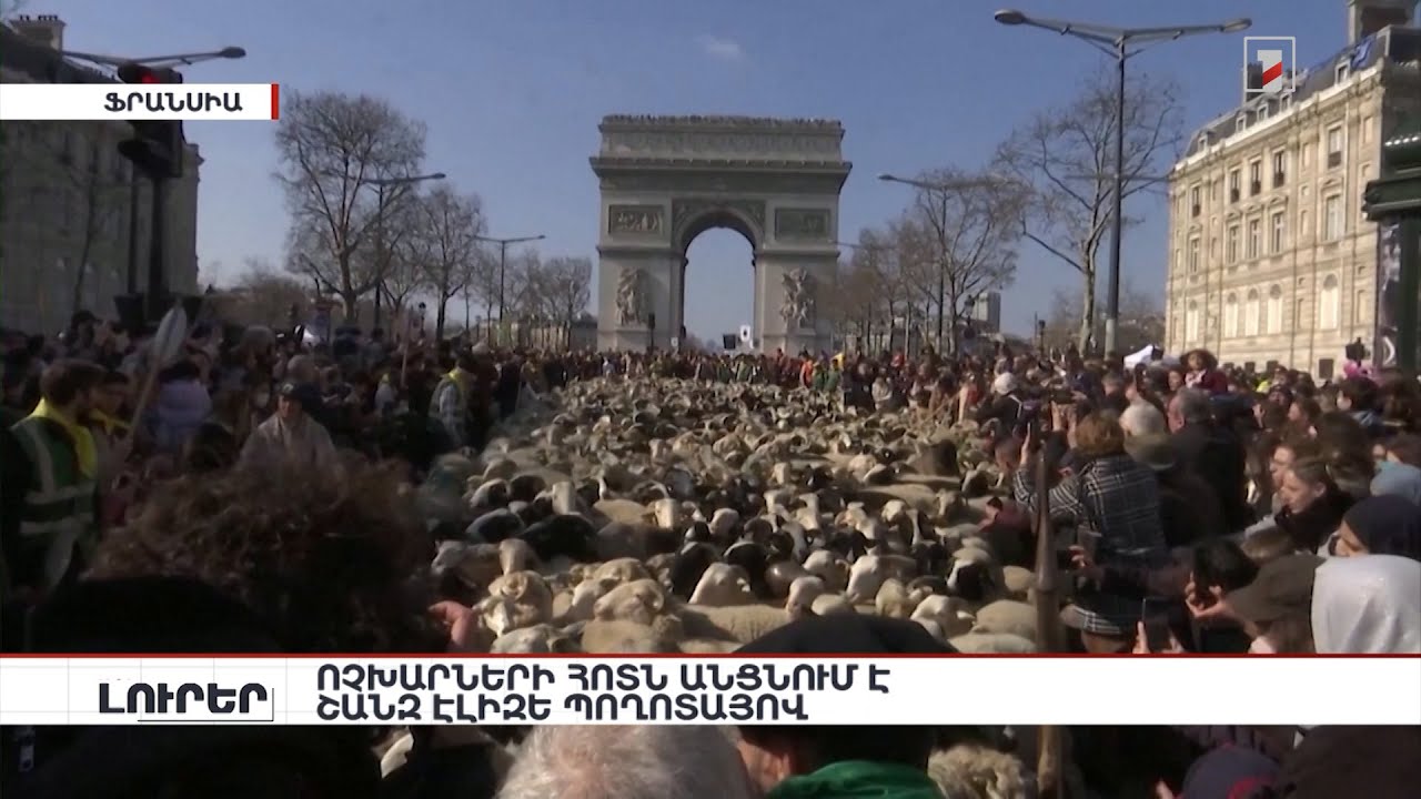 Ոչխարների հոտն անցնում է Շանզ Էլիզե պողոտայով. «Այլ լուրեր»