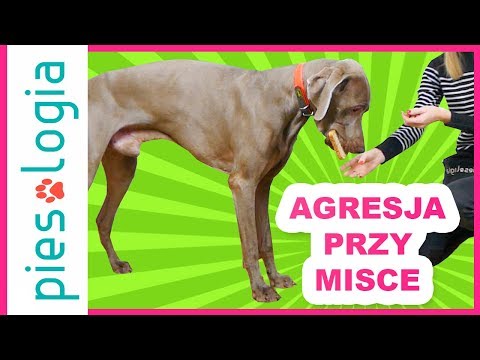 Gdy pies broni zasobów