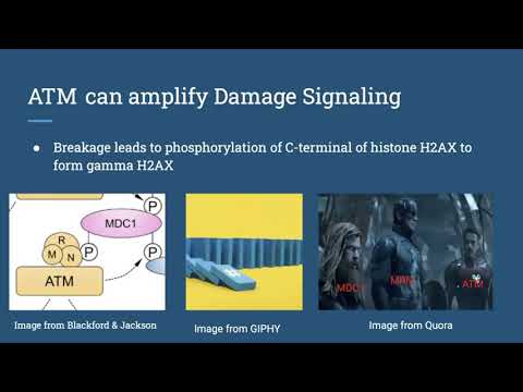 BCH339M - ATM Presentation