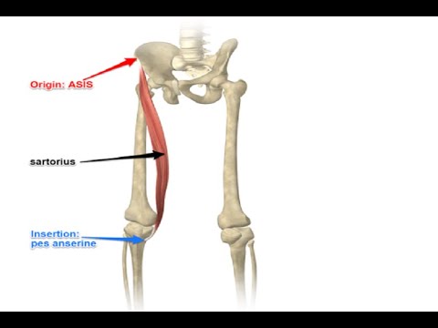 Two Minutes of Anatomy: Sartorius