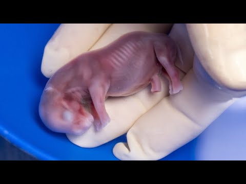 Bedrohte Tierart: Embryo-Transfer bei Nashörnern geglückt
