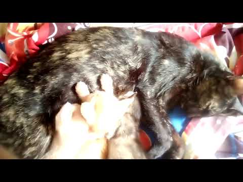 Divine Light on my Black Mama Cat