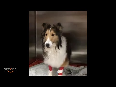 The different types of seizures seen in dogs