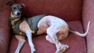 Italian Greyhound dog goes crazy!  + music by Backnbloom