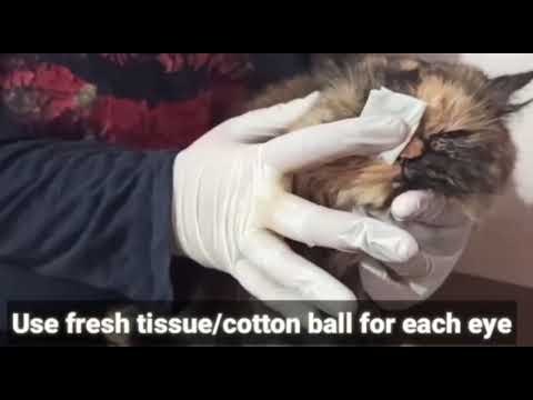 HOME REMEDY FOR CAT'S EYE INFECTION