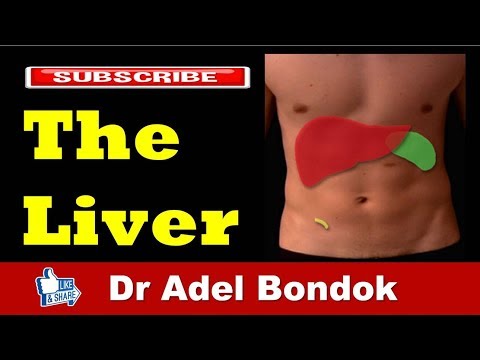 Anatomy of the Liver, Dr Adel Bondok