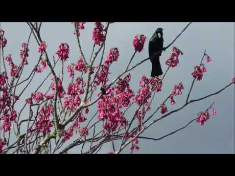 NZ Tui | न्यूज़ीलैंड का टुई पक्षी