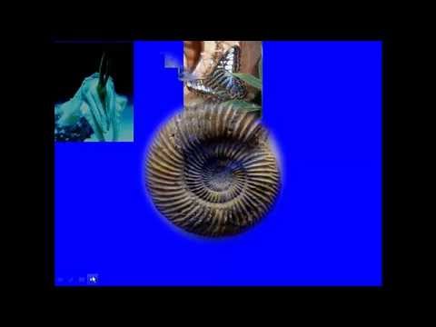 Lecture 1  Predicting Gene Function by Comparative Genomics