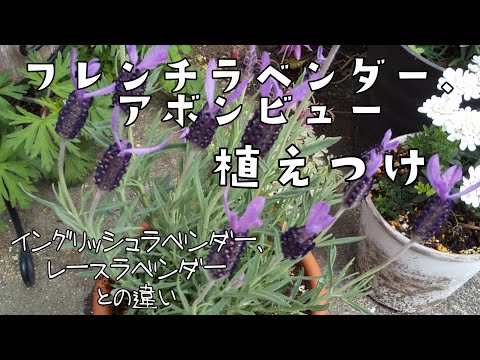 アメリカンラベンダーヘザー 植物