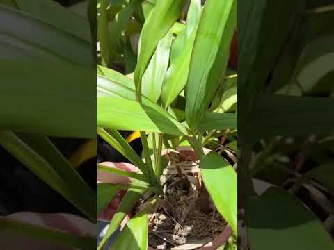 2023 年のクラッスラ属