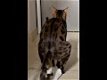 Poopoo Cat