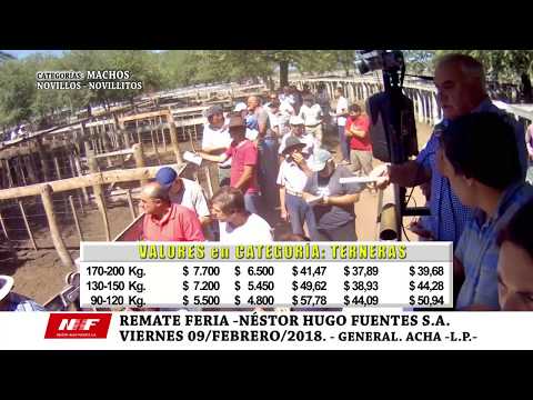 NÉSTOR HUGO FUENTES S.A. - VI-09-FEB-2018 - GRAL. ACHA - CAT.: NOVILLOS-NOVILLITOS-