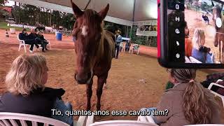 Constelação com Cavalos®