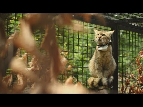 Buda Tv - Vadmacskák a budai erdőkben, már több egyedet is szabadon engedtek a Vadaspark munkatársai