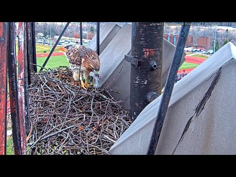 Arthur Serves Up Lunch To Big Red On Cornell Hawks Cam – March 6, 2020