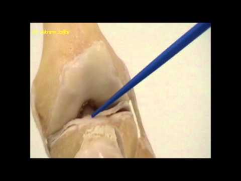 Anatomy of the knee joint