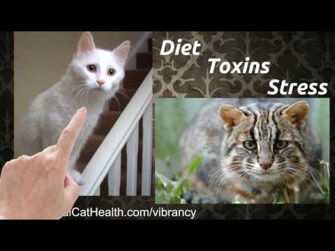 Congestive Heart Failure in Cats - Natural, Effective Treatment and Prevention