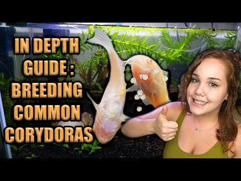 How to Breed Corydoras Catfish!