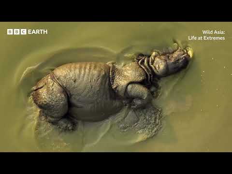 Wild Asia: Life at Extremes Wild Asia: Life at Extremes | BBC Studios trailer thumbnail
