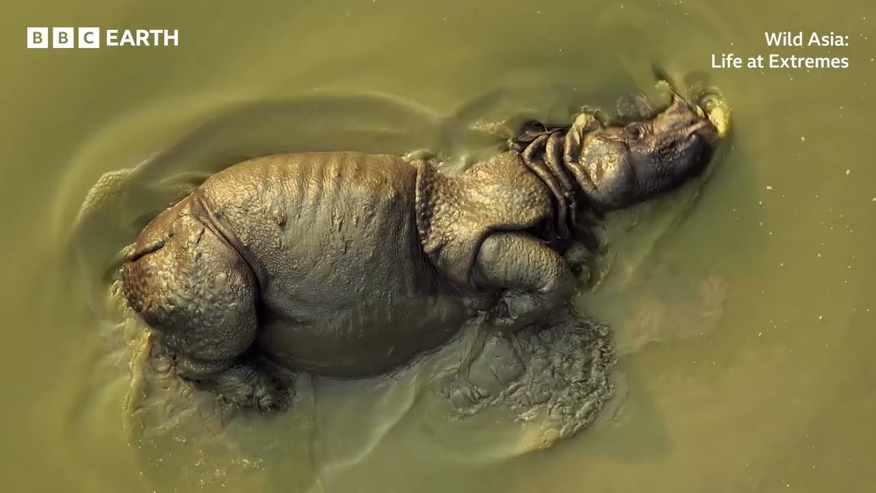 Miniature de la vidéo Wild Asia: Life at Extremes | BBC Studios du film Wild Asia: Life at Extremes