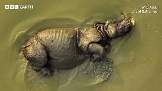 Wild Asia: Life at Extremes | BBC Studios