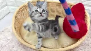 アメリカンショートヘアの動画01