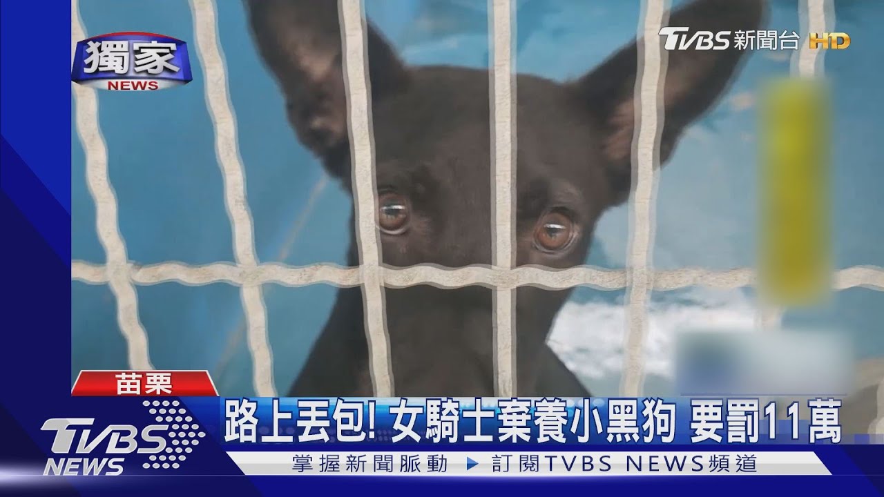 路上丟包!女騎士棄養小黑狗 要罰11萬