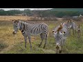 International Zebra Day Fossil Rim Wildlife Center
