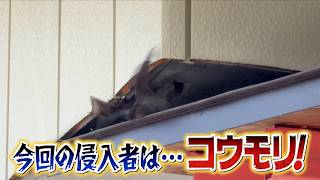住宅からコウモリが次々飛び出した…プロが侵入経路を調査した結果【追跡！住まいの侵入者】