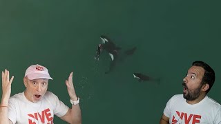 Divers React to killer whales finding swimmer in the ocean