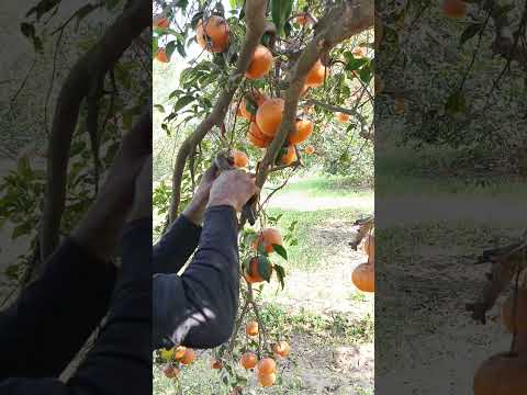 Abdul Karim is harvesting the quinoa. Now look at this. Is it correct? Tell me in the comments wheth