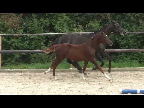 2021 - Florisdance - von Floriscount a.d. De Chocolate (Dancier)