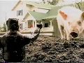 Domino S Pizza Dr Craven On The Farm 2001