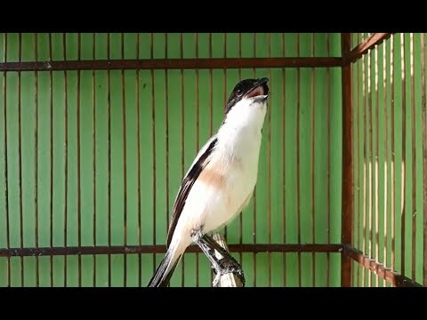 download suara burung cendet juara 1 download suara burung cendet juara 1