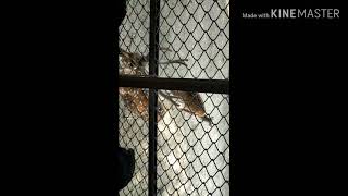 preview picture of video 'Lucknow Zoo'