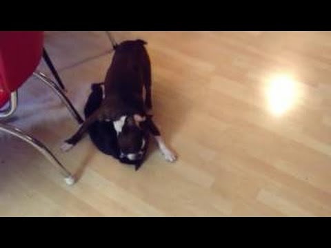 Epic battle between Boston Terrier and Manx cat