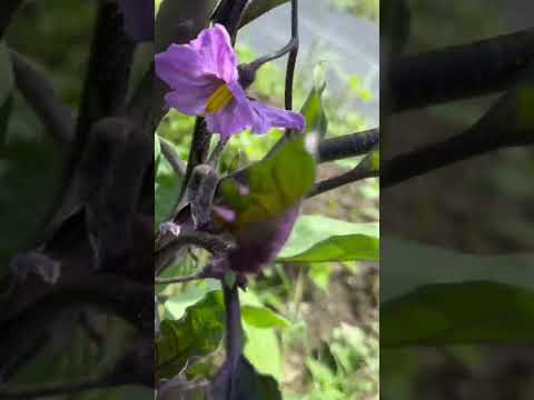 園芸 ナス ナス