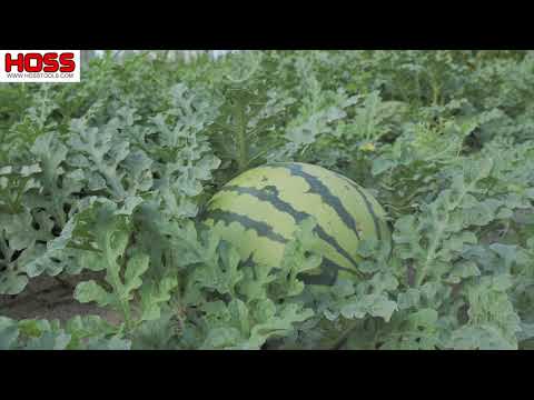 Tricks to Growing Watermelons