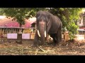 TWO ELEPHANTS ( Kerala Elephants) 