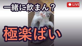 ちーやんのほろ酔い雑談！可愛い猫動画ば見て癒されん？