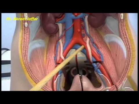 Niere und hintere Bauchwand