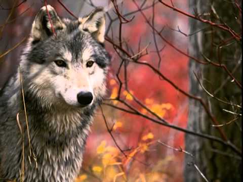 ONDA TG 9.10.2013 - CONVOCATI A NOVEMBRE GLI STATI GENERALI SUL LUPO