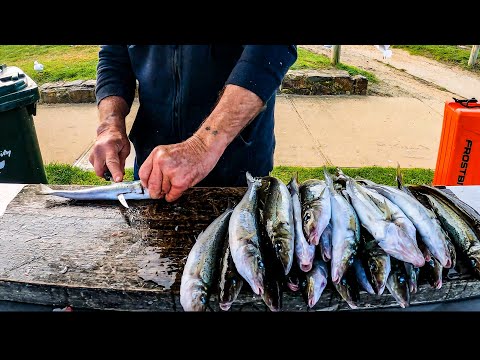 How to Fillet Skin & Clean  King George Whiting