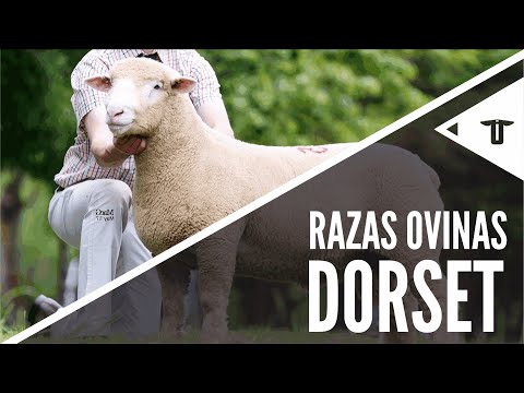 , title : 'Dorset - Poll Dorset - Dorset Horn | Razas ovinas'