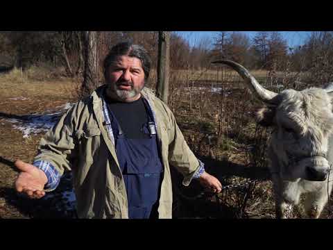 Autohtone vrste Srbije ep. 47 - 23.01.2020. - Podolsko goveče