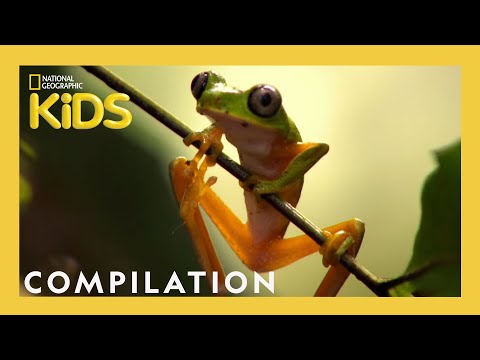 THE FREAKIEST CREATURES! | Frog, Bear, Jellyfish AND MORE! | Nat Geo Kids Compilation | @natgeokids