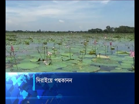 দিরাইয়ে শতবর্ষী পদ্মকানন, ফুটেছে হাজার ফুল | ETV News