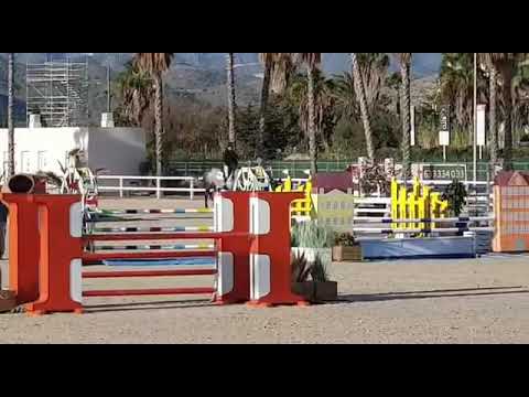 Sx O’Balou (Balou du Rouet x Quincerot, 2014)